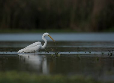 The Great White Egret (Ardea alba) in pond 