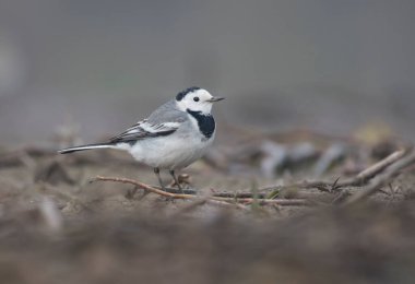 Little ringed plover bird in the morning 