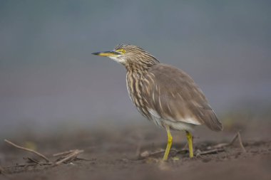 Doğal ortamda Hintli balıkçıl.