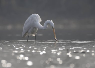 Büyük Akbalıkçıl (Ardea alba) gölde balık tutuyor 