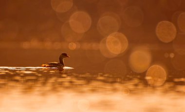 beautiful view of great cormorant in water at sunset