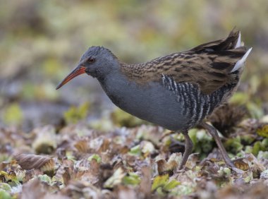 Su rayı (Rallus aquaticus)