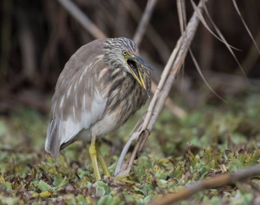 Doğal ortamda Hintli balıkçıl.