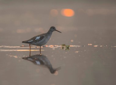 Common Snipe waiting for prey