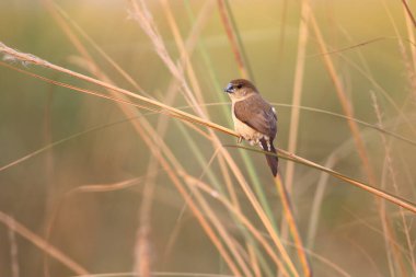Doğal ortamda Hint gümüşgagası