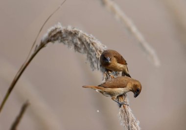 Doğal ortamda Hint gümüşgagalı kuşları