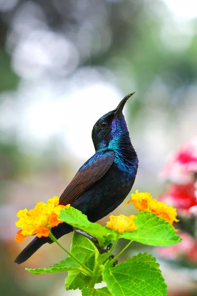Lila Solfågel Sjunger Latana Blomma — Stockfoto