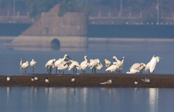 Flock Egrets Pond — Stock Photo, Image