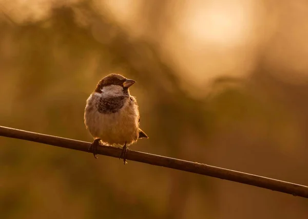 นกกระจอกน งอย บนก งไม ในสวน — ภาพถ่ายสต็อก