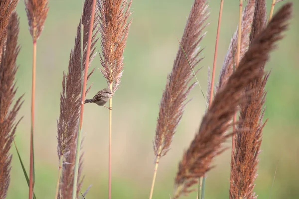 自然を背景にした美しい小鳥 — ストック写真