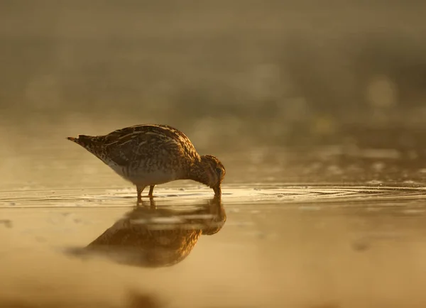 Common Snipe Bird Water — 图库照片