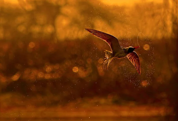 日没時に水面下を飛ぶ美しい鳥のショットを閉じます — ストック写真