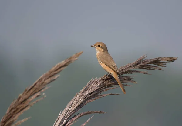 Pájaro Posa Una Rama Naturaleza —  Fotos de Stock