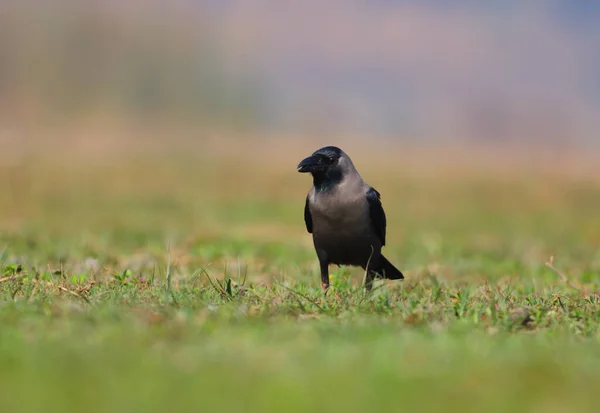 Crow Nature Habitat — Stock Photo, Image