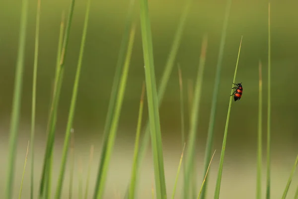 Kumbang Rumput Hijau — Stok Foto