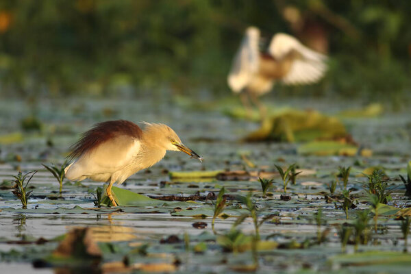 scenic view of beautiful Indian Pond heron at nature