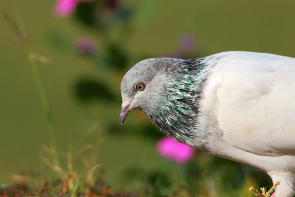 Beautiful Pigeon Close View Bird Nature — Stock Photo, Image