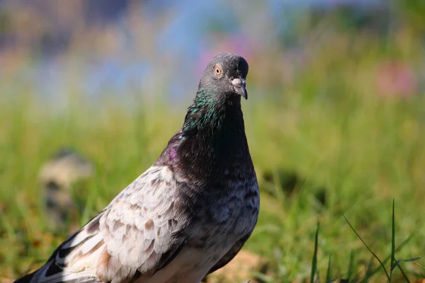아름다운 비둘기 자연계의 새들을 가까이 — 스톡 사진