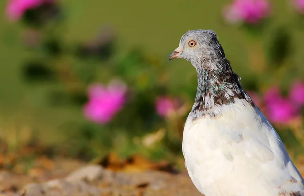 Piękny Gołąb Bliska Widok Ptaka Przyrodzie — Zdjęcie stockowe