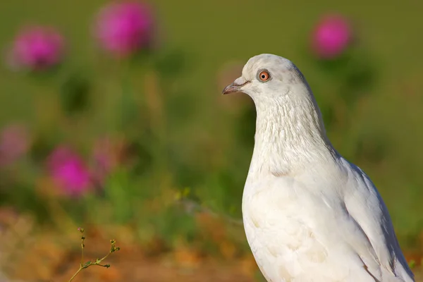 Piękny Gołąb Bliska Widok Ptaka Przyrodzie — Zdjęcie stockowe