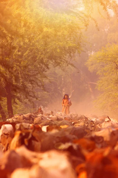Uomo Indiano Con Mandria Mucche Durante Tramonto — Foto Stock