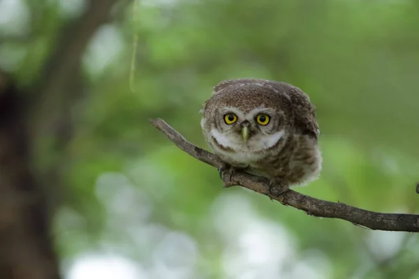 Close View Beautiful Owl Natural Habitat - Stock-foto