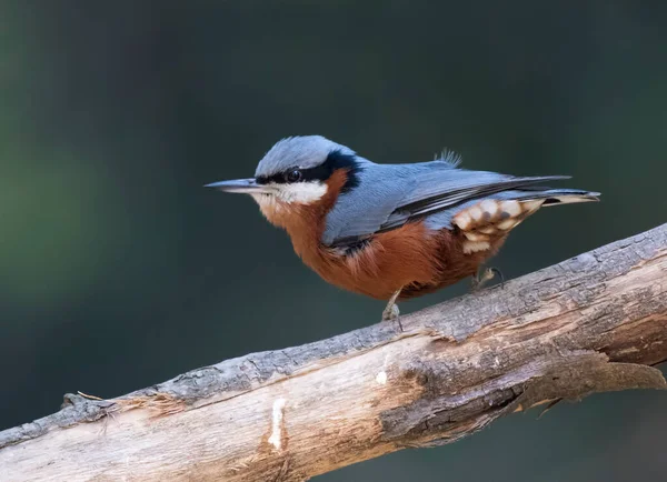 Chestnut Bellied Nuthatch Close — Stock Photo, Image