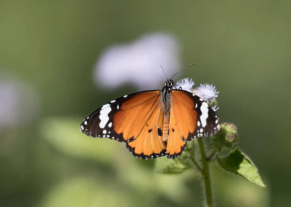 Nahaufnahme Eines Schmetterlings Auf Einer Blume — Stockfoto