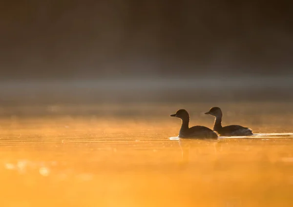 日落时野鸭在水里 — 图库照片