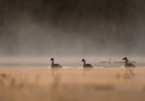 Sabah Vakti Gölde Vahşi Ördekler — Stok fotoğraf