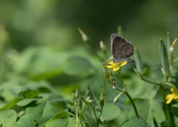 Красивая Бабочка Размытом Фоне — стоковое фото