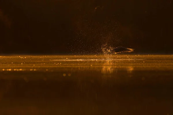 Nahaufnahme Eines Schönen Vogels Der Bei Sonnenuntergang Unter Wasser Fliegt — Stockfoto