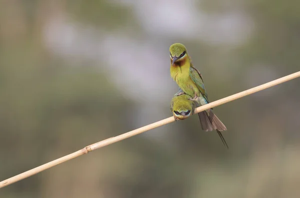 Blue Tailed bee eaters are fighting
