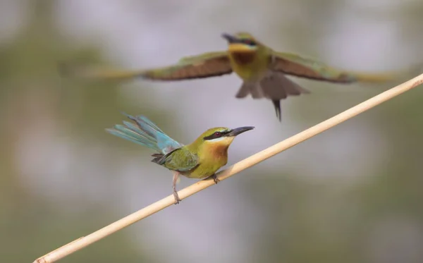 Blue Tailed Bee Eaters Fighting — Stock Photo, Image