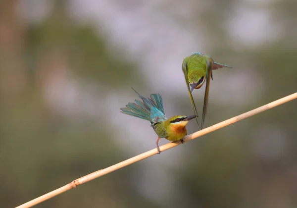 Blue Cheeked bee eaters close up