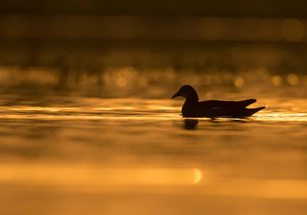 Spjälsäng Fulica Fågel Simning Vid Solnedgången — Stockfoto