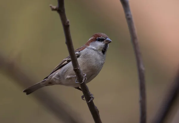 Sparrow Větev Stromu — Stock fotografie
