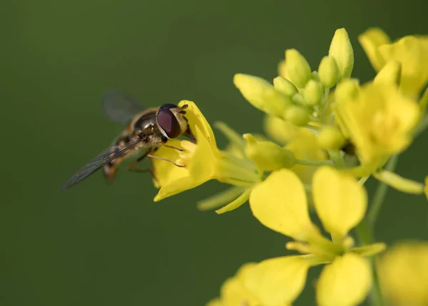 Hardal Çiçekleriyle Beslenen Uçan Sinek — Stok fotoğraf