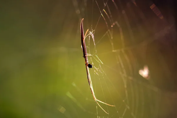 Spinnennetz Nahaufnahme Von Insekten Selektiver Fokus — Stockfoto