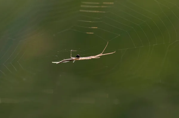 Spider Web Spider Close — Stock Photo, Image