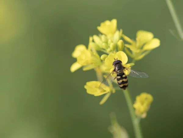 Hoverfly Alimentação Flores Mostarda — Fotografia de Stock