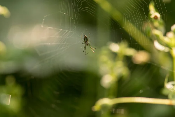 Spinnenweb Groene Wazige Achtergrond — Stockfoto