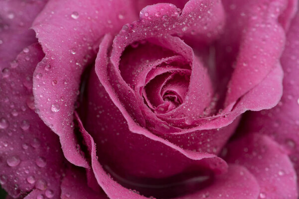 close up of beautiful pink rose with dew