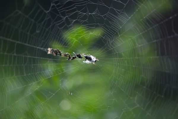 Spinnenweb Met Dauwdruppels — Stockfoto