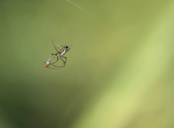 Spider Cazando Insecto — Foto de Stock