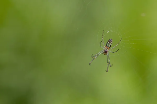 Bahçedeki Örümcek Yeşil Yaprak Üzerinde — Stok fotoğraf