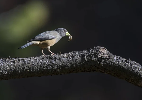 Zbliżenie Ptaka Siedzącego Gałęzi Drzewa Rozmytym Tle — Zdjęcie stockowe