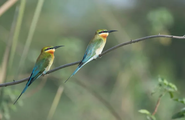 Pequenas Aves Comedoras Abelhas Verdes Habitat Natural — Fotografia de Stock