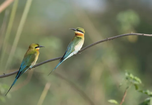 Små Gröna Biätande Fåglar Naturlig Livsmiljö — Stockfoto