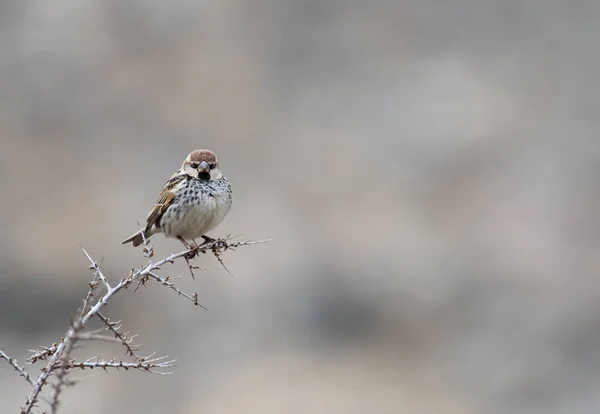 Spanish Sparrow Tree Branch — Stock Photo, Image